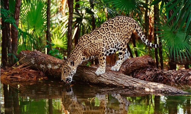 Selva